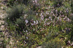 Hesperantha cucullata