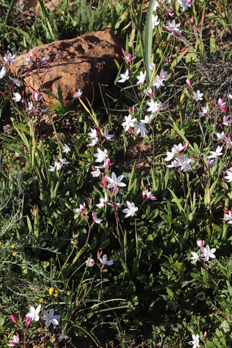 Image of Hesperantha cucullata by (c) Tony Rebelo, some rights reserved (CC BY-SA)