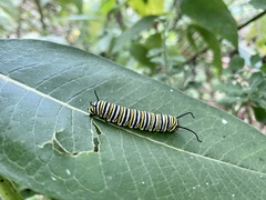 Danaus plexippus