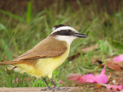 Pitangus sulphuratus