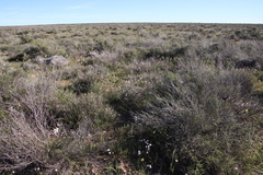Hesperantha cucullata