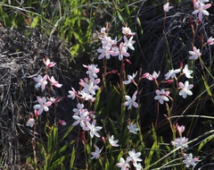 Hesperantha cucullata