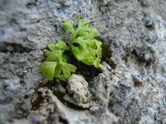 Anogramma leptophylla