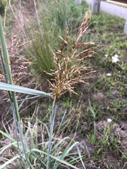 Sorghastrum