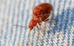 Neocrepidodera transversa