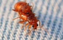 Neocrepidodera transversa