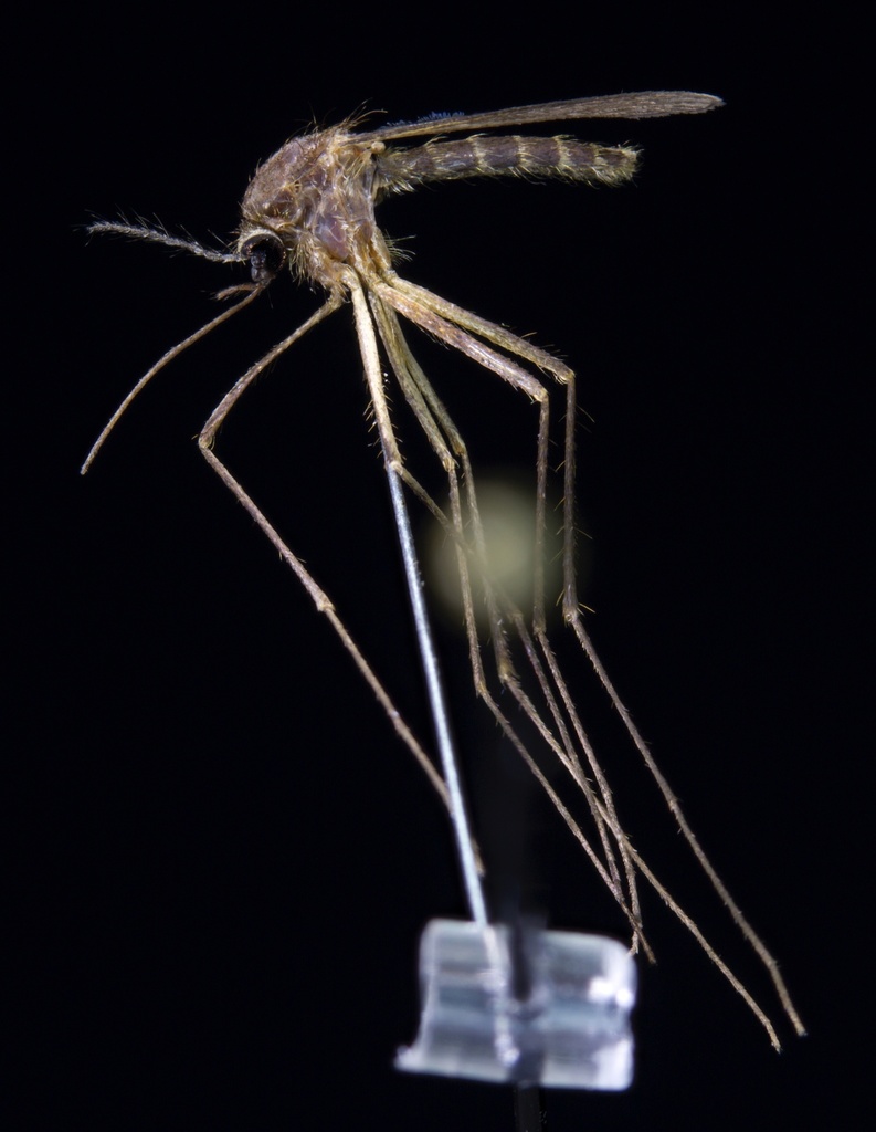 Black-tailed Mosquito