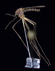 Culiseta melanura
