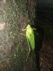 Sinochlora longifissa