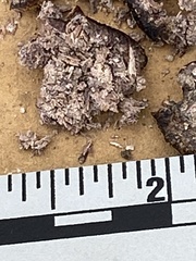 Geococcyx californianus