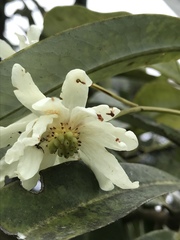 Drimys granadensis