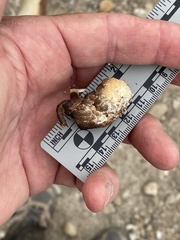 Geococcyx californianus