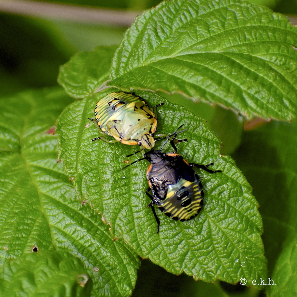 Green Stink Bugs