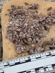 Geococcyx californianus