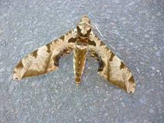 Protambulyx eurycles