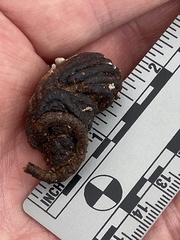 Geococcyx californianus