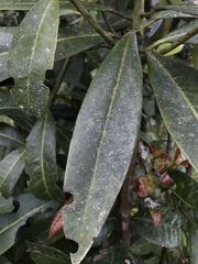 Drimys granadensis