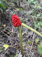 Arisaema dracontium