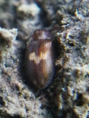Biphyllus lunatus