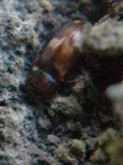 Biphyllus lunatus