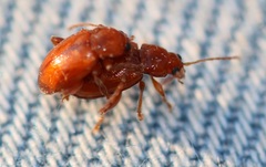 Neocrepidodera transversa