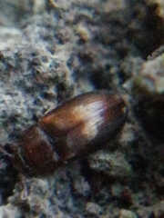 Biphyllus lunatus