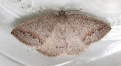 Drepanulatrix secundaria