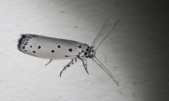 Ethmia heptasema