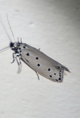 Ethmia heptasema