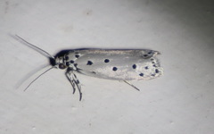 Ethmia heptasema