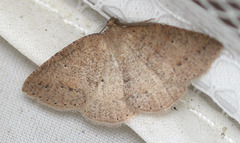 Drepanulatrix secundaria