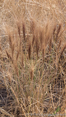 Elymus multisetus