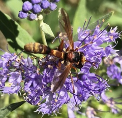 Physocephala marginata