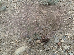 Oxytheca dendroidea dendroidea