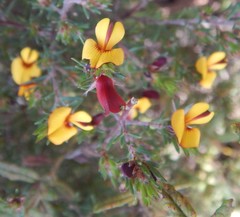 Pultenaea tenuifolia