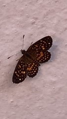 Texola elada ulrica