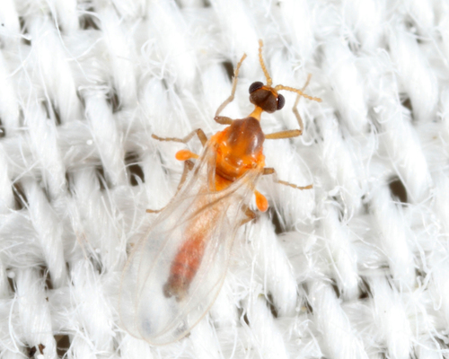 Miaster Insect Genus Miastor · iNaturalist