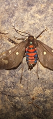 Euclera rubricincta