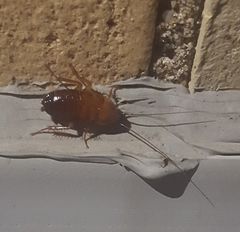 Parcoblatta pennsylvanica