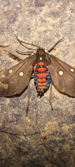 Euclera rubricincta