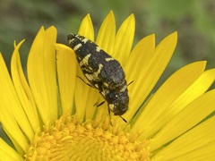 Acmaeodera macra