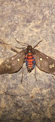 Euclera rubricincta