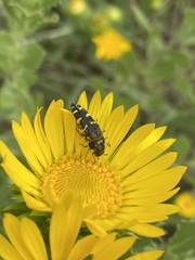 Acmaeodera macra