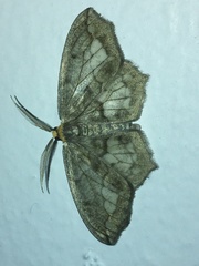 Hydatoscia ategua