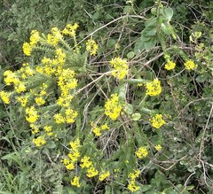 Euryops virgineus
