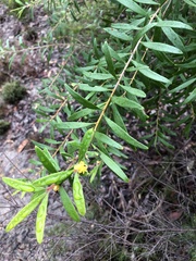 Persoonia mollis