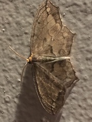 Hydatoscia ategua