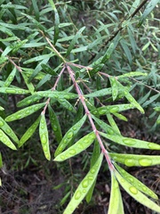 Persoonia mollis