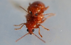 Neocrepidodera transversa