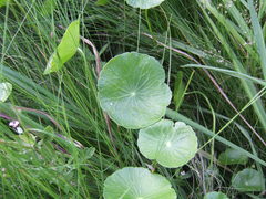 Hydrocotyle umbellata